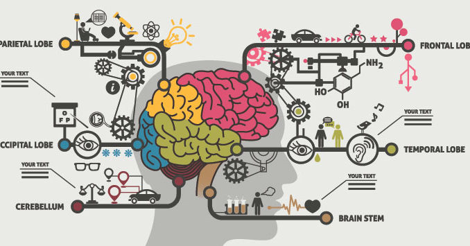 shutterstock-brain-and-lobes